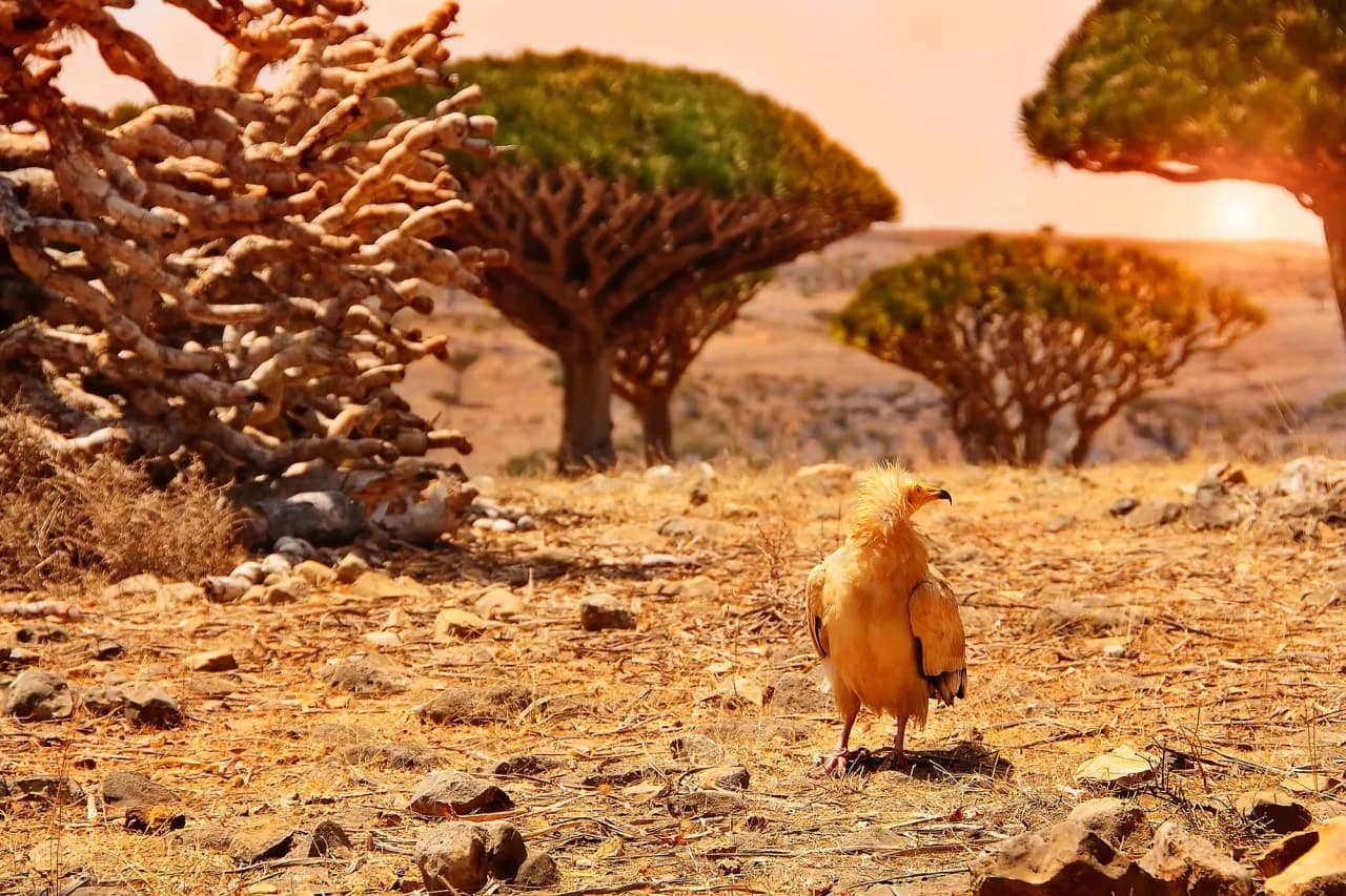 Jemen czy jest bezpiecznie? Odkryj niebezpieczeństwa podróży